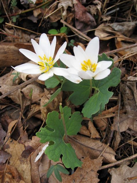 photos of blood root.